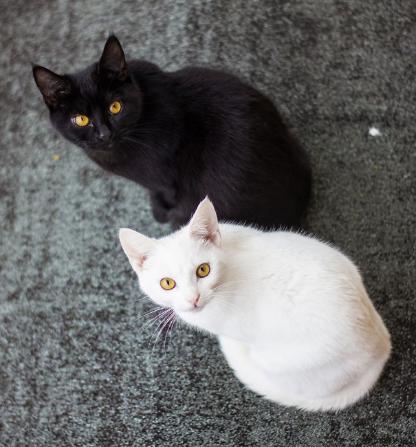 Фотография: Инь и ян: черные и белые котики, которые выглядят так идеально, что кажутся одним целым №18 - BigPicture.ru