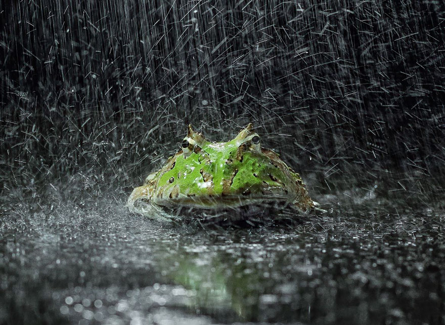 Фотография: Царевна-лягушка: индонезиец снимает неожиданные грани обычных лягушек №20 - BigPicture.ru