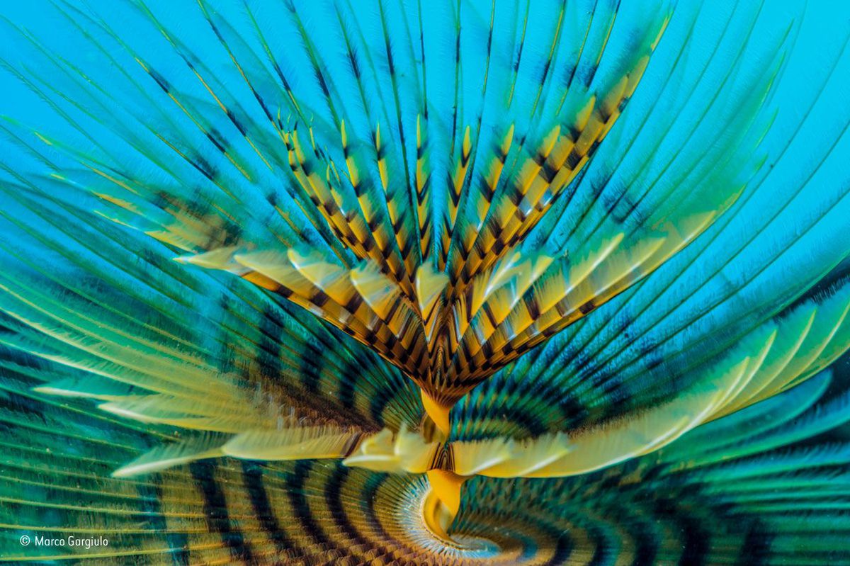 Фотография: Лучшие работы конкурса фотографии дикой природы от британского Музея естествознания №20 - BigPicture.ru