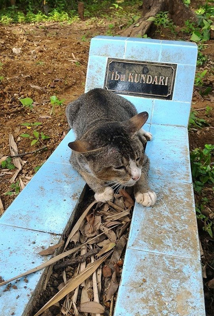 Фотография: Горюющая кошка целый год живет на могиле своей хозяйки №3 - BigPicture.ru