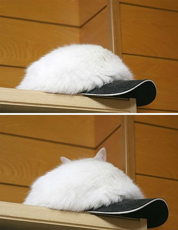 Фотография: Найди кота: хитрые усатые-полосатые, которых невозможно найти на фото №21 - BigPicture.ru