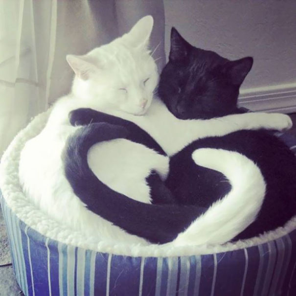 Фотография: Инь и ян: черные и белые котики, которые выглядят так идеально, что кажутся одним целым №2 - BigPicture.ru