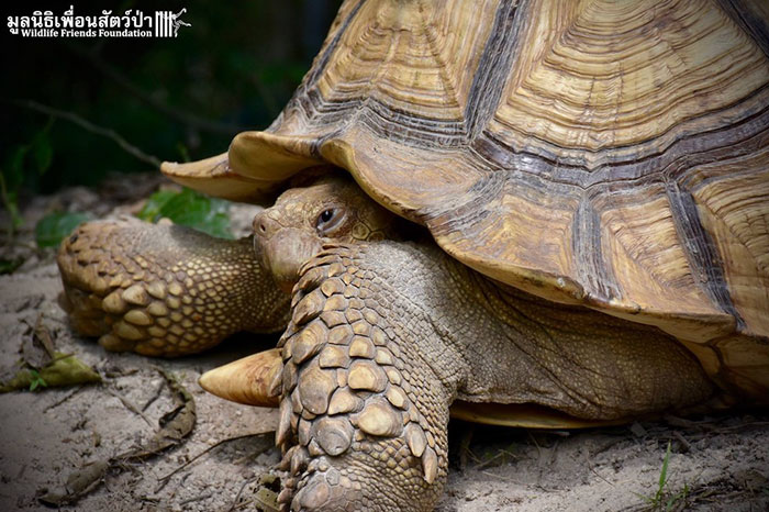 Фотография: Необычная дружба между гигантской черепахой и трехногим теленком №3 - BigPicture.ru