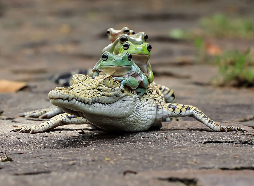 Фотография: Царевна-лягушка: индонезиец снимает неожиданные грани обычных лягушек №3 - BigPicture.ru