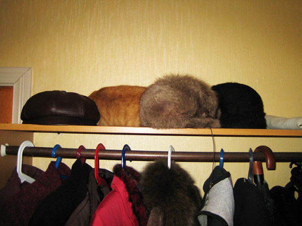 Фотография: Найди кота: хитрые усатые-полосатые, которых невозможно найти на фото №23 - BigPicture.ru