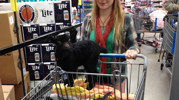 Фотография: Эти люди просто пришли за покупками в американский супермаркет Walmart №22 - BigPicture.ru