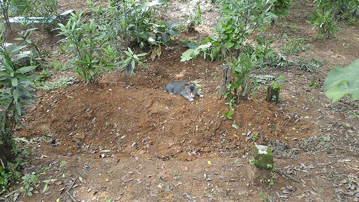 Фотография: Горюющая кошка целый год живет на могиле своей хозяйки №2 - BigPicture.ru
