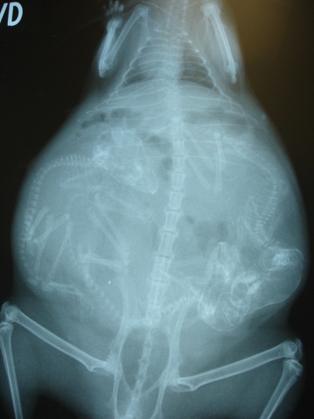 Фотография: Кто в теремочке живет: рентгеновские снимки беременных животных №3 - BigPicture.ru