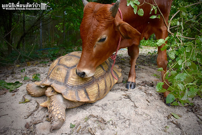 Фотография: Необычная дружба между гигантской черепахой и трехногим теленком №4 - BigPicture.ru