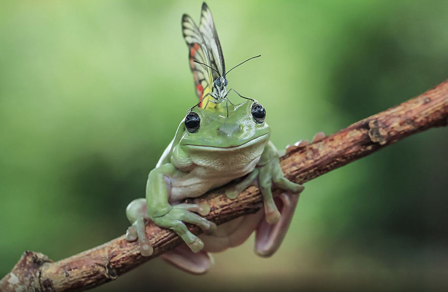 Фотография: Царевна-лягушка: индонезиец снимает неожиданные грани обычных лягушек №4 - BigPicture.ru