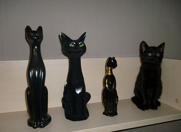 Фотография: Найди кота: хитрые усатые-полосатые, которых невозможно найти на фото №4 - BigPicture.ru
