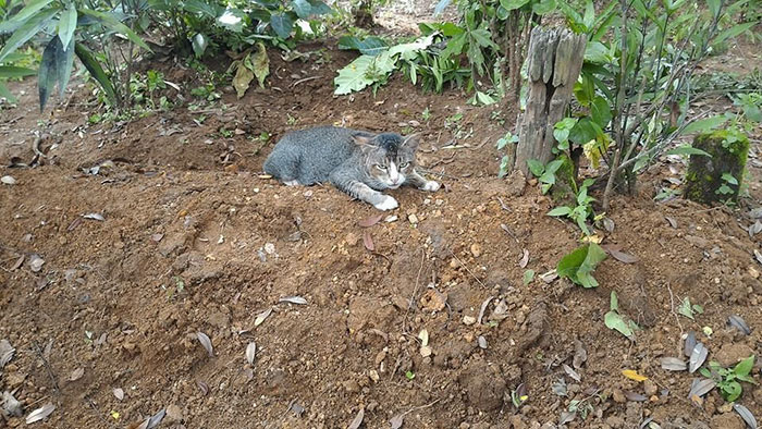 Фотография: Горюющая кошка целый год живет на могиле своей хозяйки №4 - BigPicture.ru