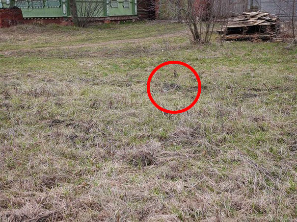 Фотография: Найди кота: хитрые усатые-полосатые, которых невозможно найти на фото №37 - BigPicture.ru