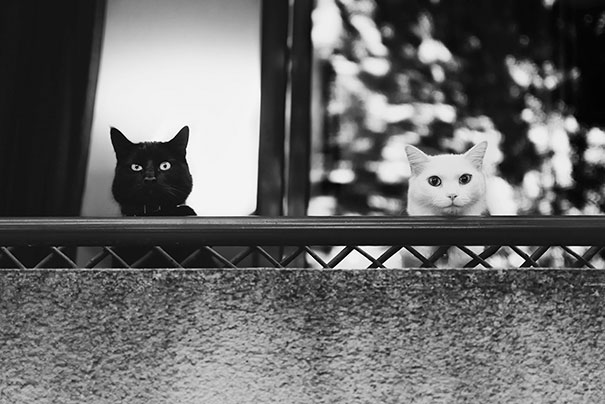 Фотография: Инь и ян: черные и белые котики, которые выглядят так идеально, что кажутся одним целым №3 - BigPicture.ru