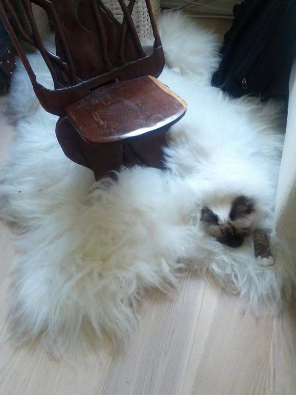 Фотография: Найди кота: хитрые усатые-полосатые, которых невозможно найти на фото №39 - BigPicture.ru