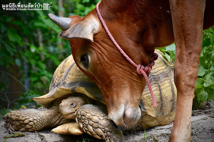 Фотография: Необычная дружба между гигантской черепахой и трехногим теленком №5 - BigPicture.ru