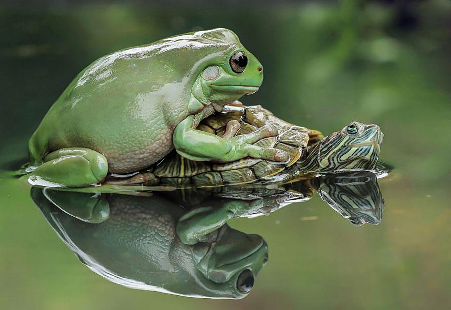 Фотография: Царевна-лягушка: индонезиец снимает неожиданные грани обычных лягушек №5 - BigPicture.ru