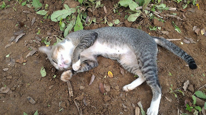 Фотография: Горюющая кошка целый год живет на могиле своей хозяйки №5 - BigPicture.ru