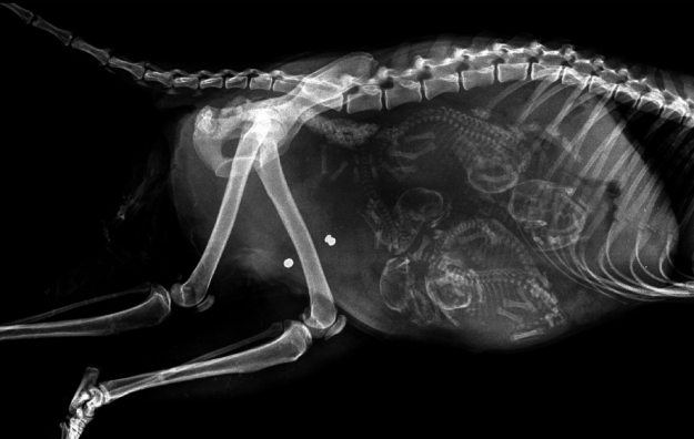 Фотография: Кто в теремочке живет: рентгеновские снимки беременных животных №6 - BigPicture.ru