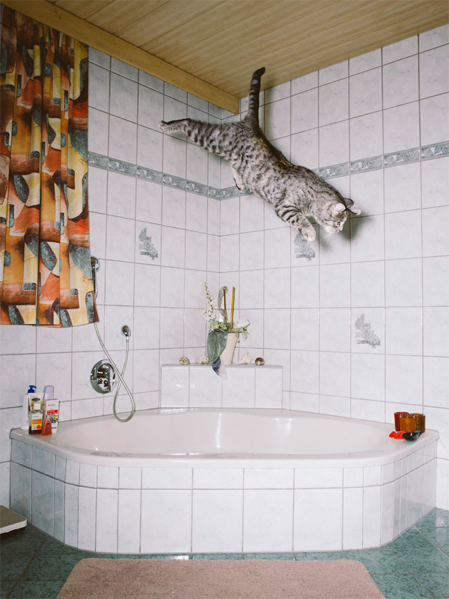 Фотография: Австрийский фотограф снимает летающих котов №6 - BigPicture.ru