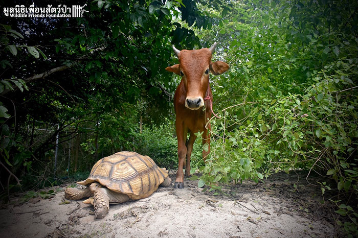 Фотография: Необычная дружба между гигантской черепахой и трехногим теленком №6 - BigPicture.ru