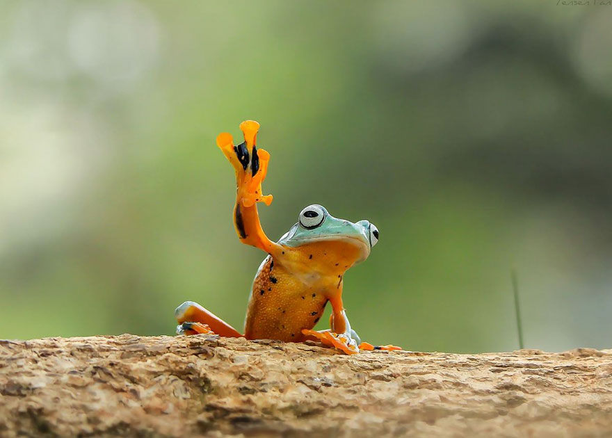 Фотография: Царевна-лягушка: индонезиец снимает неожиданные грани обычных лягушек №6 - BigPicture.ru