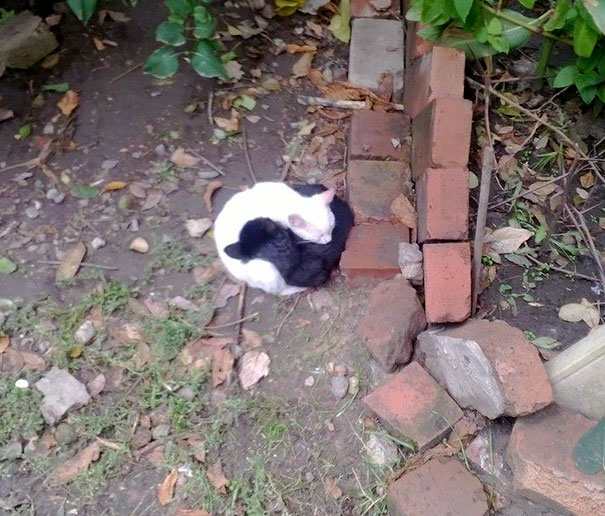 Фотография: Инь и ян: черные и белые котики, которые выглядят так идеально, что кажутся одним целым №5 - BigPicture.ru