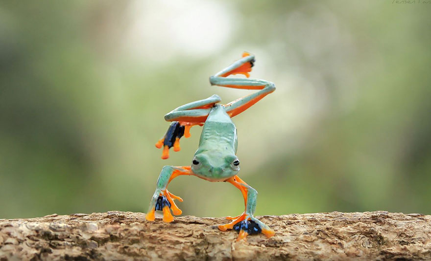 Фотография: Царевна-лягушка: индонезиец снимает неожиданные грани обычных лягушек №7 - BigPicture.ru