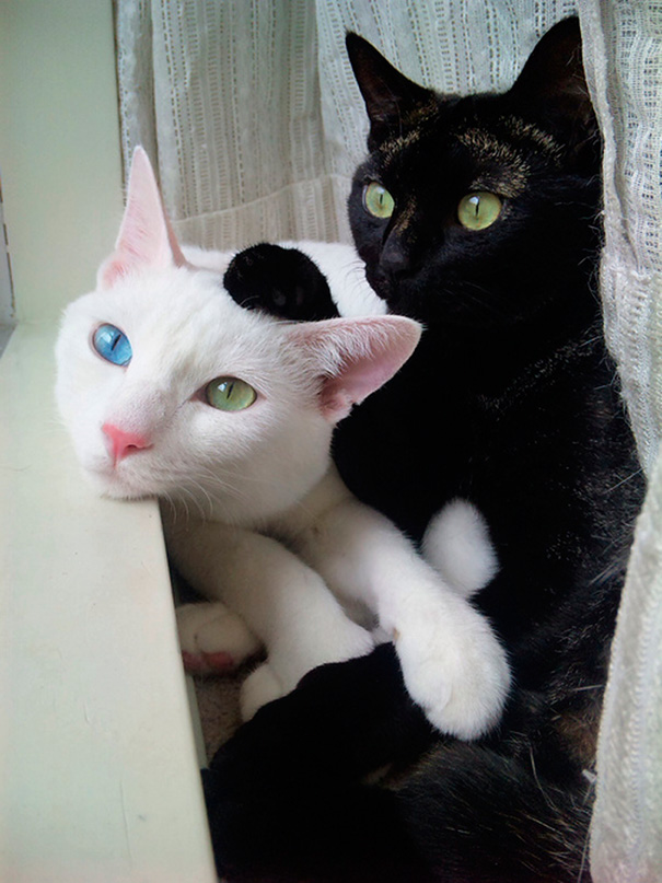 Фотография: Инь и ян: черные и белые котики, которые выглядят так идеально, что кажутся одним целым №6 - BigPicture.ru