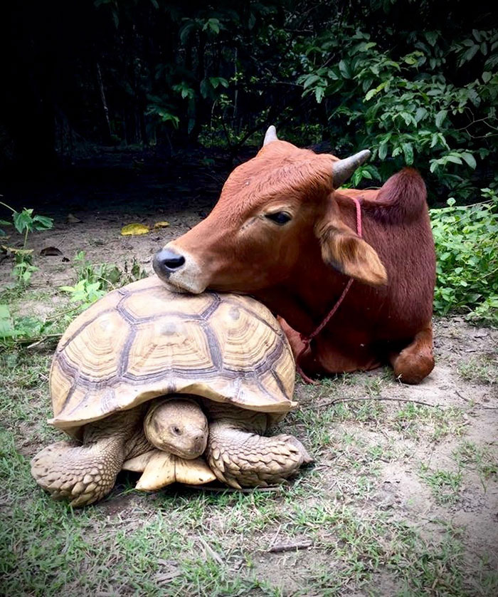 Фотография: Необычная дружба между гигантской черепахой и трехногим теленком №8 - BigPicture.ru