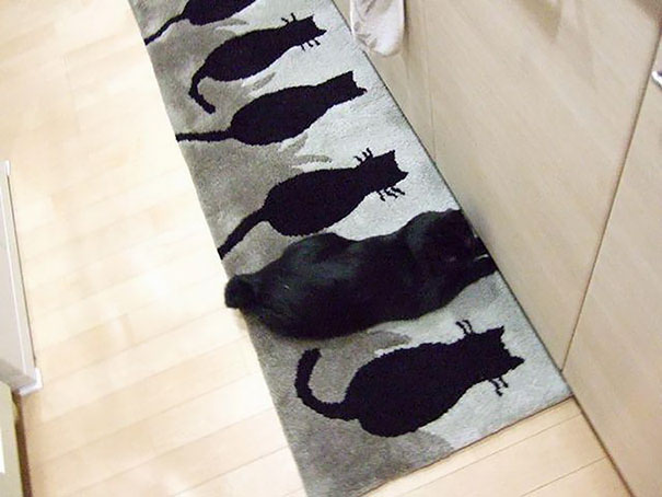 Фотография: Найди кота: хитрые усатые-полосатые, которых невозможно найти на фото №8 - BigPicture.ru