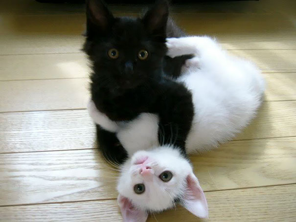Фотография: Инь и ян: черные и белые котики, которые выглядят так идеально, что кажутся одним целым №7 - BigPicture.ru