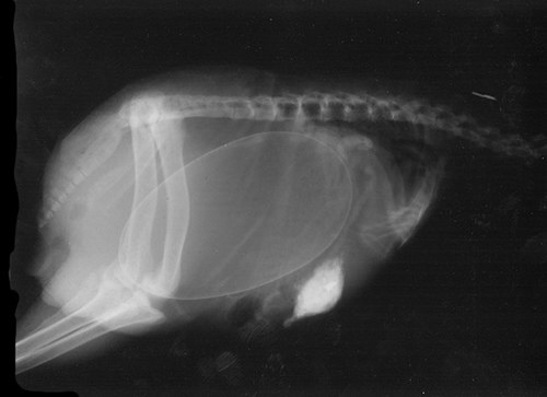 Фотография: Кто в теремочке живет: рентгеновские снимки беременных животных №9 - BigPicture.ru