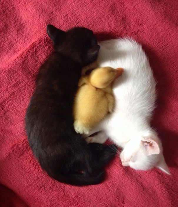 Фотография: Инь и ян: черные и белые котики, которые выглядят так идеально, что кажутся одним целым №8 - BigPicture.ru