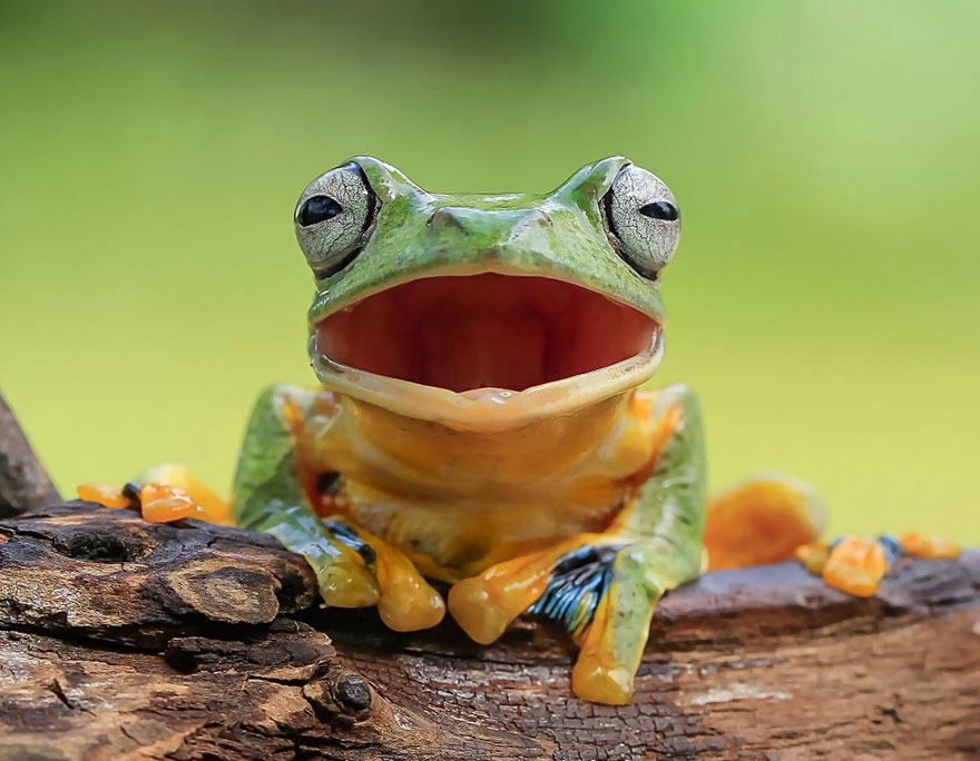 Фотография: Царевна-лягушка: индонезиец снимает неожиданные грани обычных лягушек №10 - BigPicture.ru