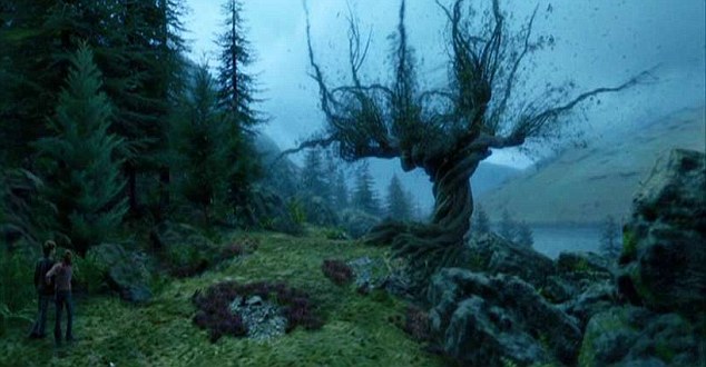 Фотография: Самые известные в мире деревья, прославившиеся в кино, музыке и живописи №10 - BigPicture.ru