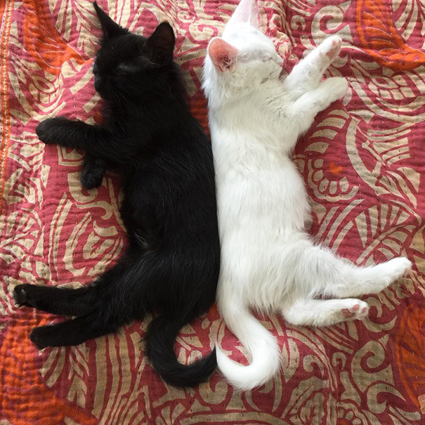 Фотография: Инь и ян: черные и белые котики, которые выглядят так идеально, что кажутся одним целым №9 - BigPicture.ru
