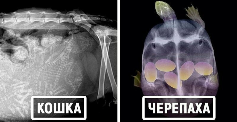 Bigpicture ru удивительные рентгеновские снимки беременных животных