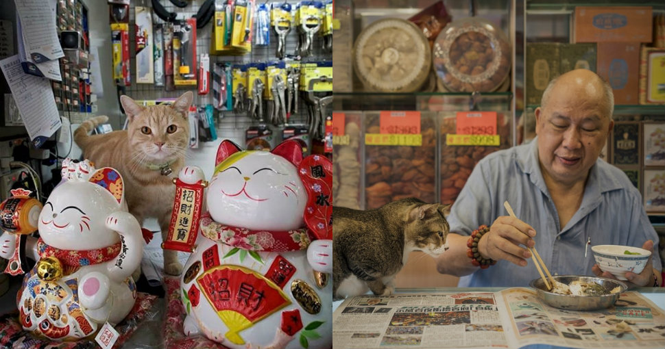 Фотография: Усатая гвардия: секретная жизнь котов в гонконгских магазинах №1 - BigPicture.ru