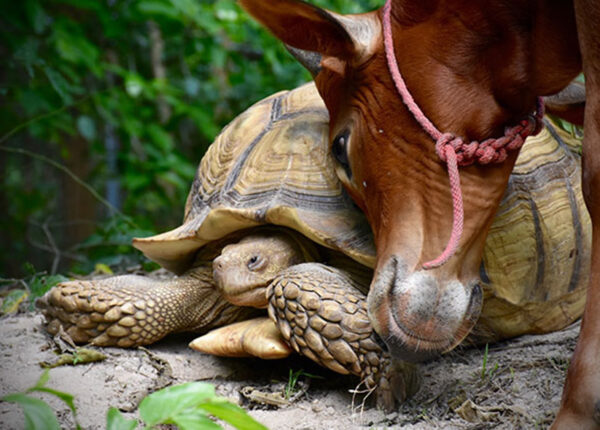 Необычная дружба между гигантской черепахой и трехногим теленком