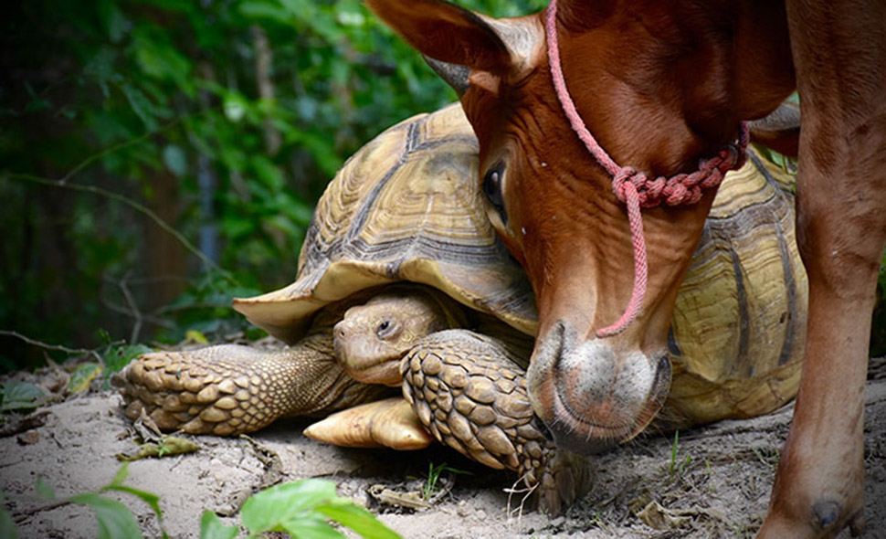 Фотография: Необычная дружба между гигантской черепахой и трехногим теленком №1 - BigPicture.ru