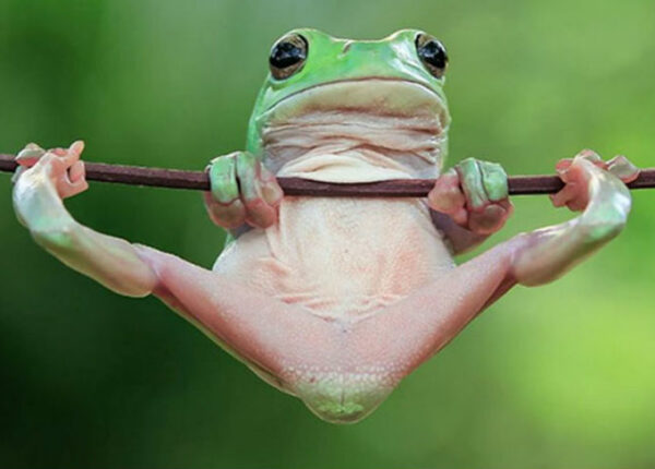 Царевна-лягушка, индонезиец снимает неожиданные грани обычных лягушек