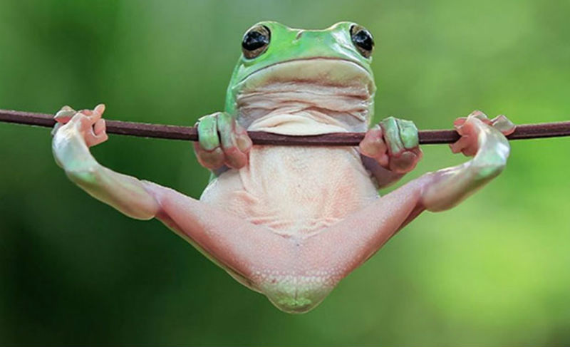 Фотография: Царевна-лягушка: индонезиец снимает неожиданные грани обычных лягушек №1 - BigPicture.ru