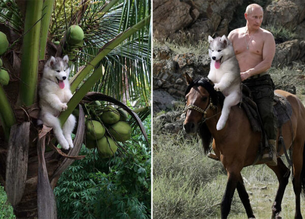 Щенок хаски застрял на пальме, и интернет решил помочь фотожабами