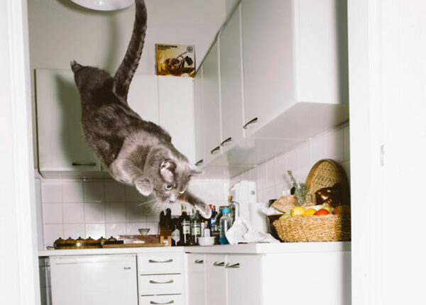 Австрийский фотограф снимает летающих котов