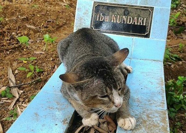 Горюющая кошка целый год живет на могиле своей хозяйки