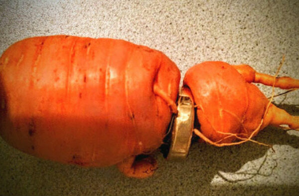 Мужчина нашел потерянное три года назад обручальное кольцо на моркови
