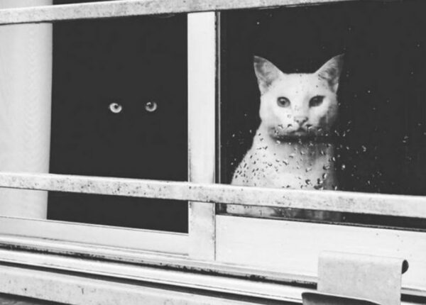 Инь и ян — черные и белые котики, которые выглядят так идеально, что кажутся одним целым