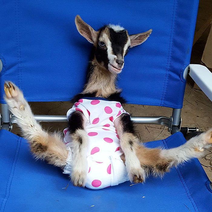 Фотография: Слепая коза, страдающая от тревоги, может успокоиться только в своем любимом костюме утки №3 - BigPicture.ru