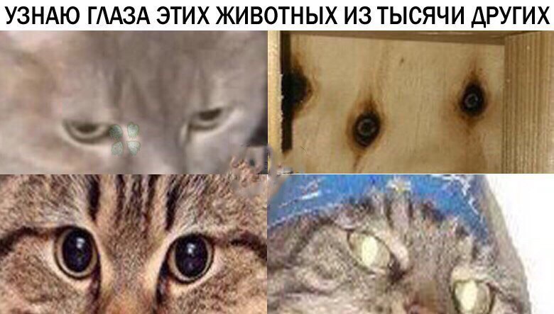 Фотография: Вжух, и вы смотрите подборку картинок про кота-волшебника №10 - BigPicture.ru